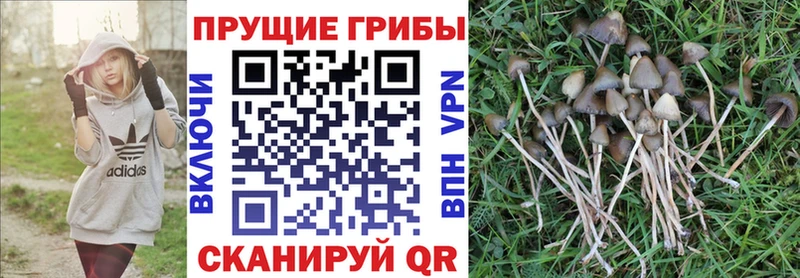 Купить  Новоузенск  Псилоцибиновые грибы Cubensis 